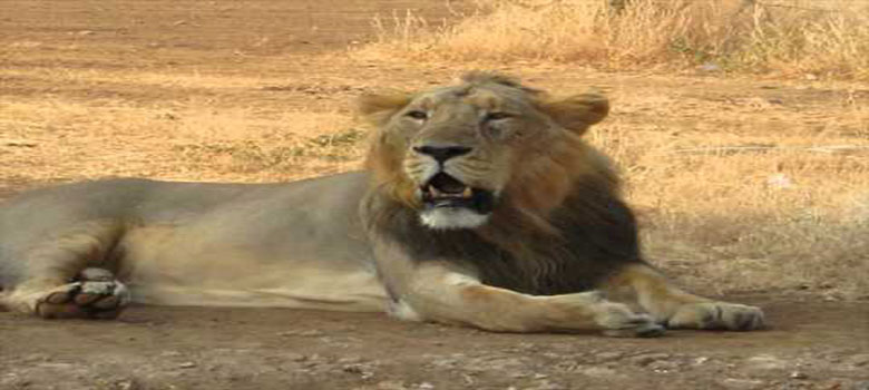 gautala_6