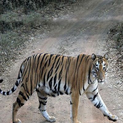Koyna Wildlife