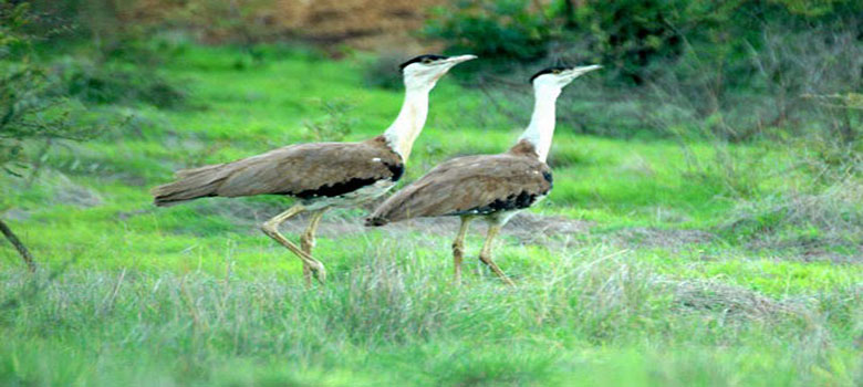 great_indian_bustard_anctuary