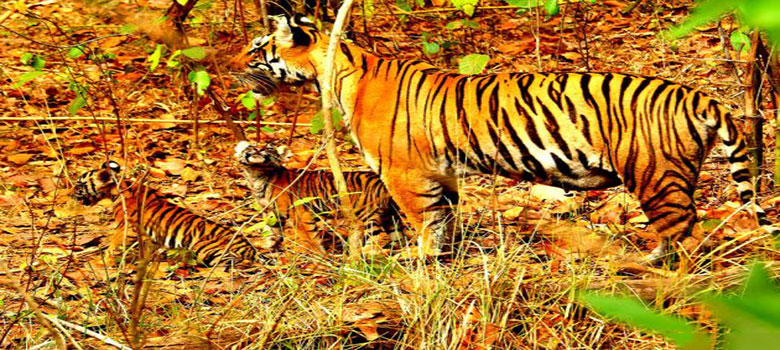 tadoba