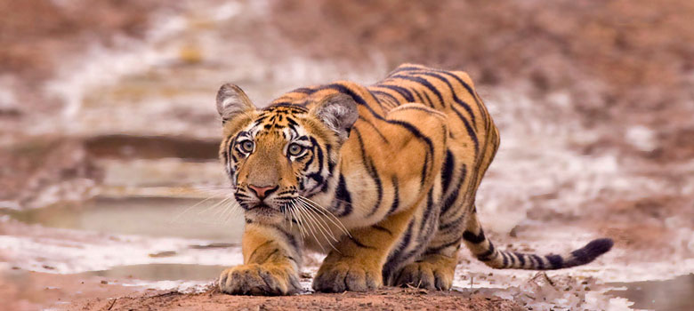 tadoba