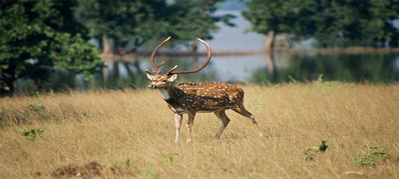 tadoba