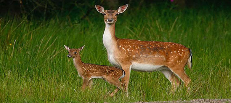 tadoba