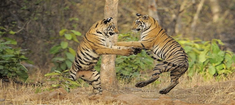 tadoba